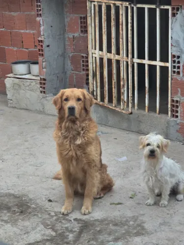 Golden retriever