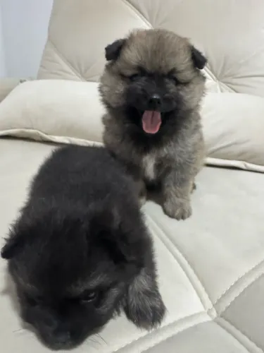 Cachorro split alemão