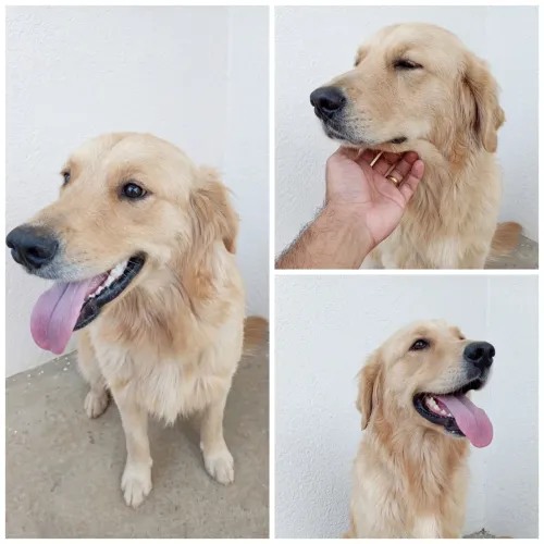 Cobertura - Golden Retriever