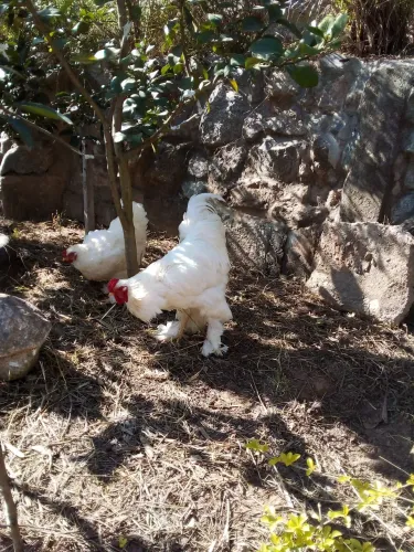 Ovos galado de galinha Bhama