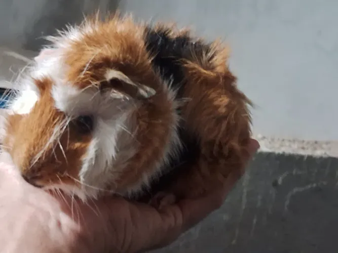Porquinho da Índia machos e fêmeas