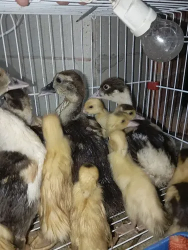 Patos