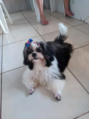 Filhote de shih tzu