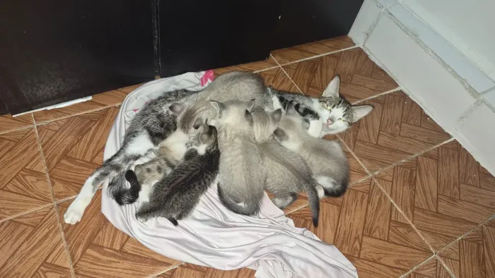 Doação de gatinhos