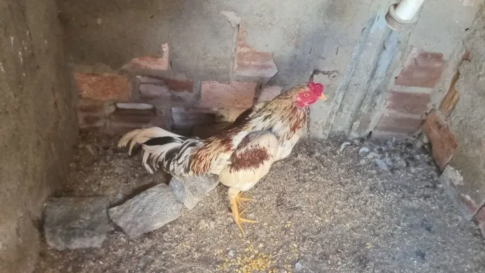 Galo a Venda so pra quem tiver interesse 