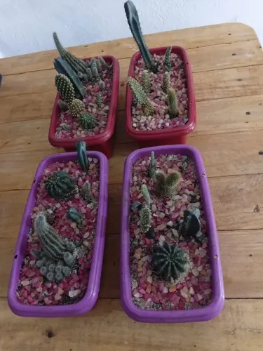 Vendo terrarios de cactus