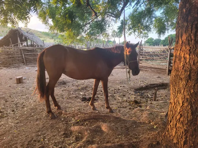 Egua mestiça de Quarto de milha 