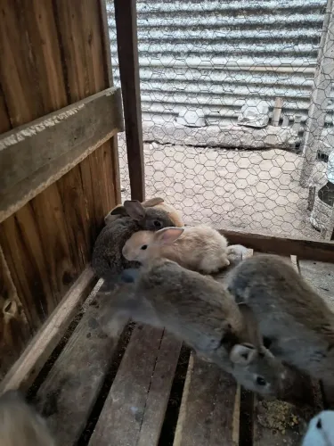 Vendo coelhos filhotes