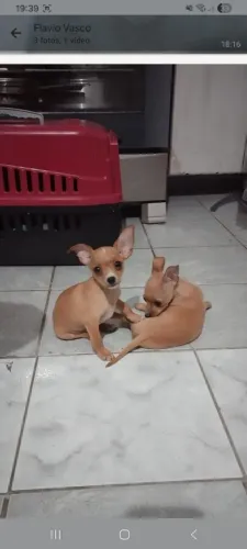 Cachorro Pincher casal