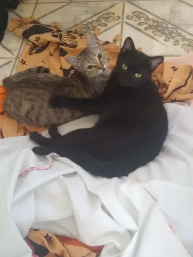 Doação de gatos