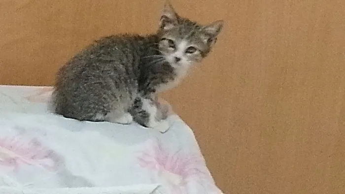 Gatinho macho