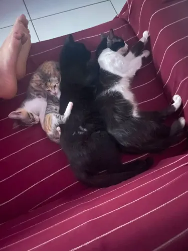 Adoção 