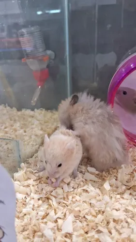 Hamsters Sírios 