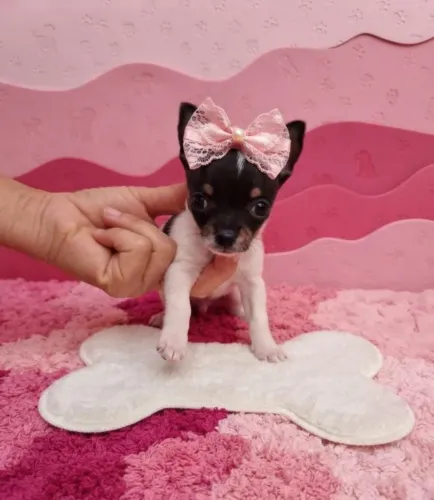 Mini Pinscher Encantadora