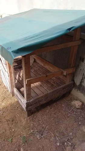 GALINHEIRO / VIVEIRO PARA AVES