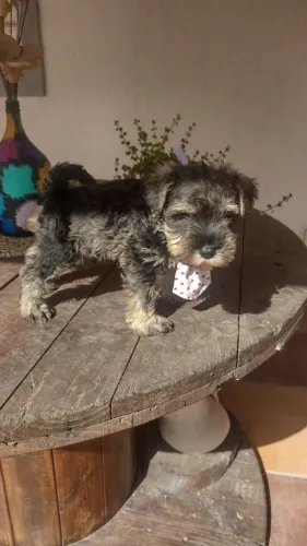 Este barbudinho Schnauzer miniatura pode ser seu. CONFIRA
