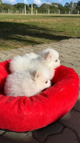 Lindos Filhotes de Lulu da Pomerânia 45 dias