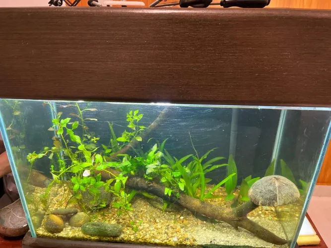 Aquário Plantado 72L