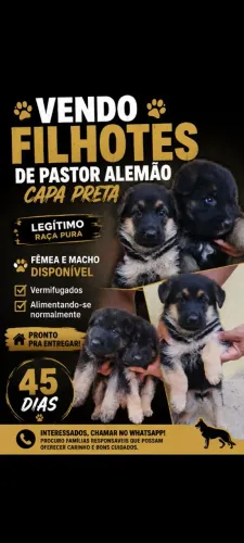 Filhotes de pastor alemão capa preta 