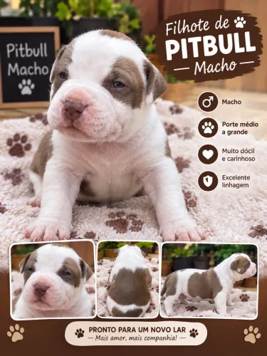 Filhote de pitbull