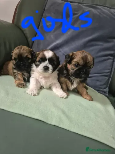 Filhotinhos de Shih Tzu/ Shitzu mini de pelo longo macho e fêmea com garantias