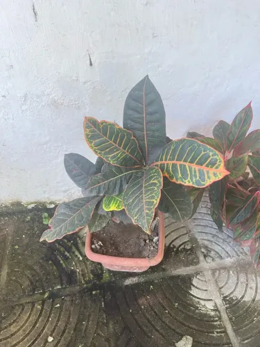 Vende-se planta