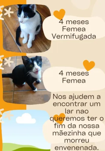 Adoção de filhotes de gatos ?