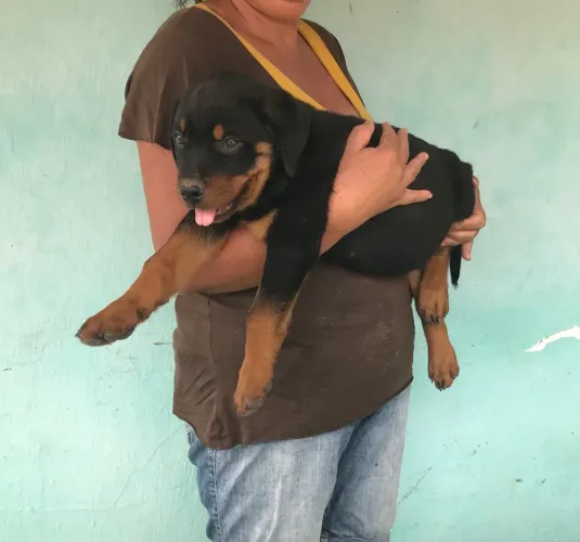 Rottweiler