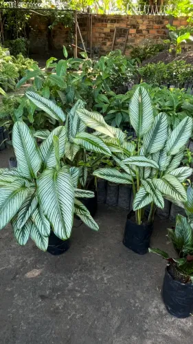 MARANTA RISCA -de-GIZ 