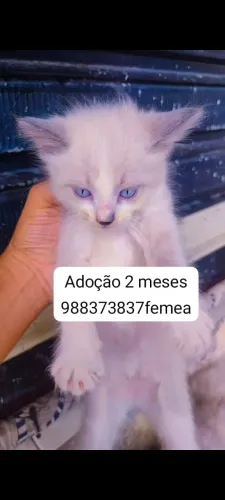 Gatinha pra adoção linda