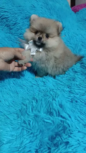 Spitz alemão macho super pelagem ursinho 