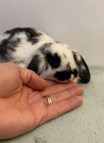 Filhote de coelho Mini Lop