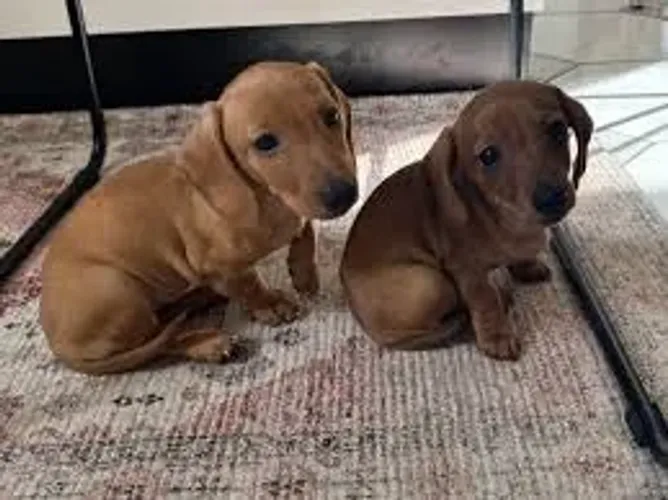 Dachshund: Já Vacinados e com Entrega Disponível