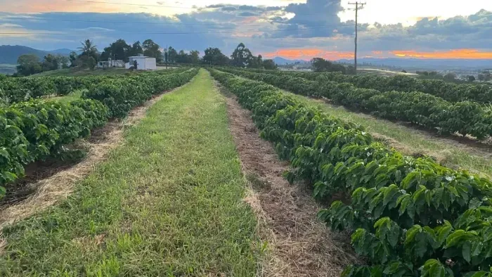 Fazenda Produtiva em Silvianópolis/MG 10 Alqueires Porteira Fechada- R$4.000.000
