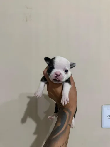 Buldogue francês 