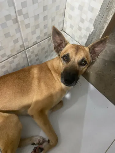 cachorro para doação responsável 