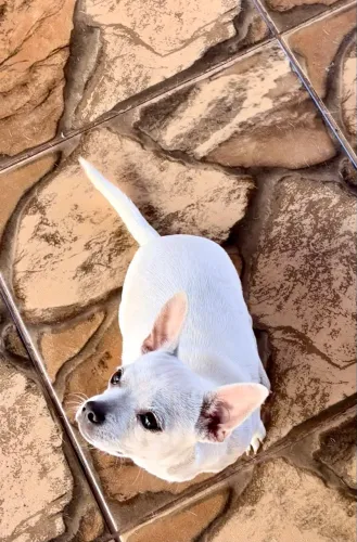 Filhote de Chiuahua macho, branco,porte pequeno.