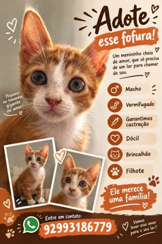 Doação responsável filhote laranjinha