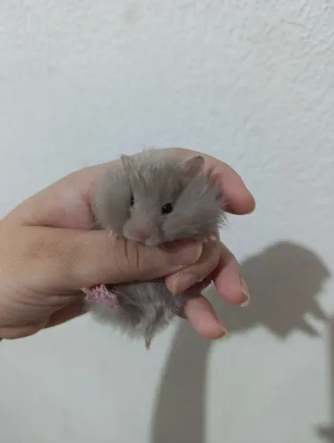 Hamster sírio angorá