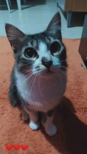 Gatinha peluda linda 