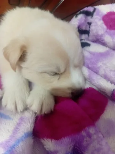 Vende se filhote de husky siberiano macho