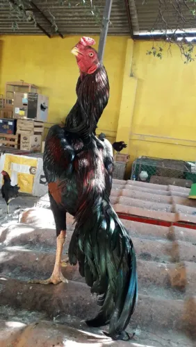 Franguinhos Bico Curto