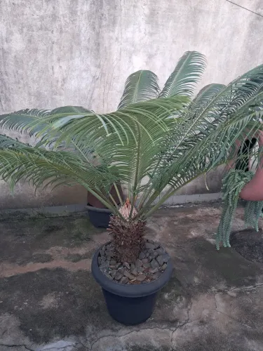 Palmeira Cica