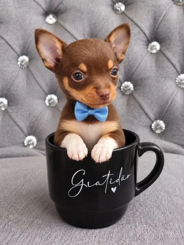 PINSCHER ZERO MACHO (FOTO REAL) Aceito Cartão