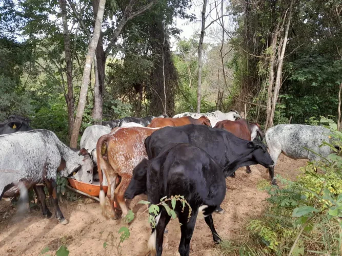 NOVILHAS DE INSEMINAÇÃO 