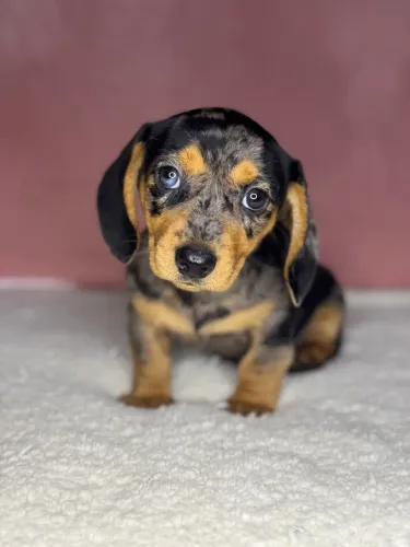 basset dachshund fêmeas