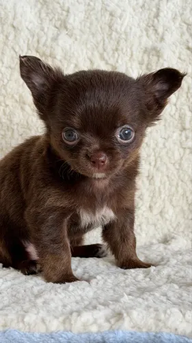 Chihuahua um príncipe de cor deliciosa pelo longo