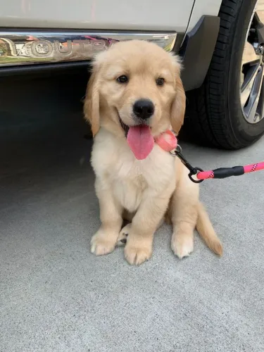 Golden Retriever Doguinho com carinha de protagonista