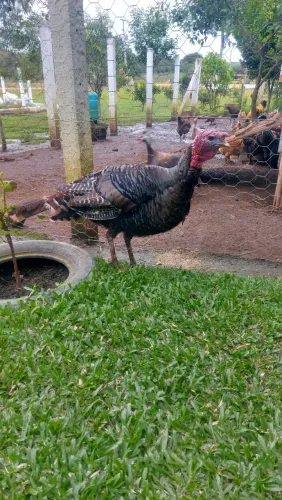 Peru macho