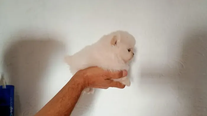 Cachorro Lulu da Pomerania pequeno e fofo, entregamos na sua residencia.